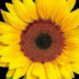 Meet your Posher, Charmin